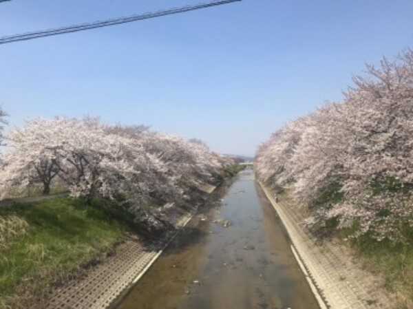 事務所横のさくら満開です。サムネイル